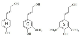 리그닌의 기본 단위(H, G, S 유닛)