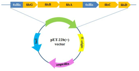 신규 탐색 CO2 reductase 과발현을 위한 pET-22b(+) vector 설계