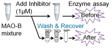 약물의 가역성 분석을 위해 wash&recover과정을 수행