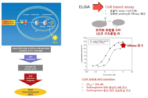 세포기반 어세이 시스템 구축 및 최적화 화합물의 효능 검증