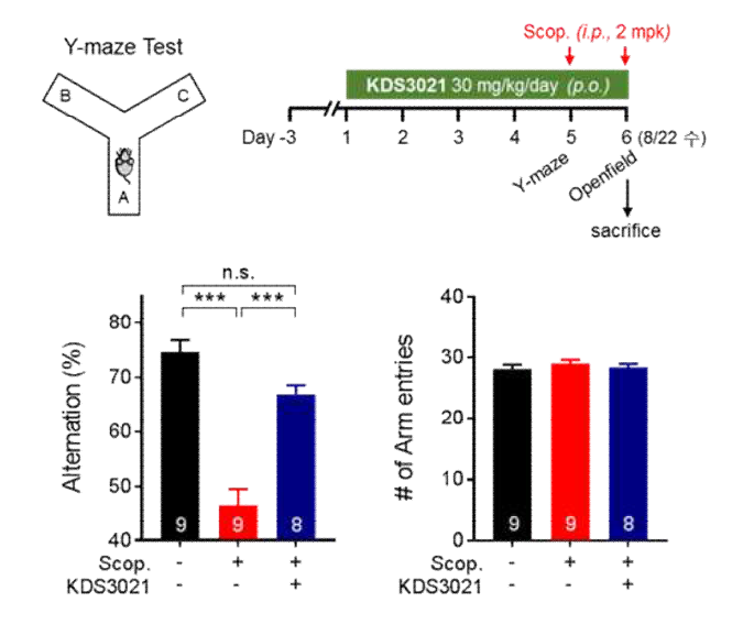KDS3021에 대한 Y-maze test