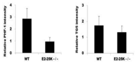 E2-25K KO mice에서의 p-tau 감소