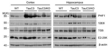 E2-25K KO, tauC3, E2-25K/tauC3 double mouse brain 분석