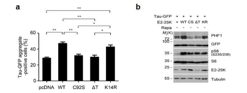 E2-25K의 효소활성과 tau 응집 조절