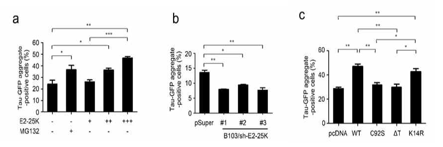 E2-25K에 의한 tau aggregation 증가