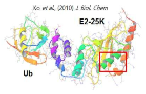 in silico modeling을 위한 E2-25K의 X-ray 결정 구조