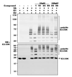 신규 E2-25K 저해제의 in vitro ubiquitination assay 결과