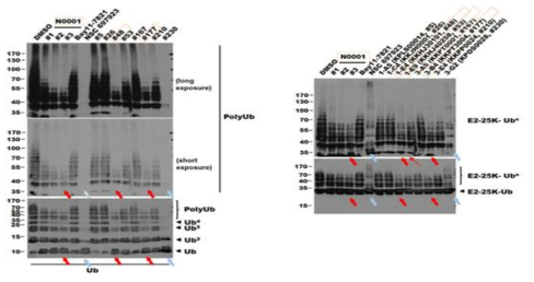 poly ubiquitin 합성 저해를 통한 in vitro E2-25K 효소 활성 억제 test 결과