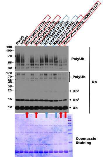 KKPT3004의 유도체 8종에 대한 in vitro E2-25K 효소 활성 억제 test 결과