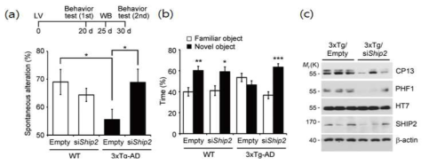 3xAD mice에서 SHIP2 knockdown에 의한 기억력손상, tau인산화 억제