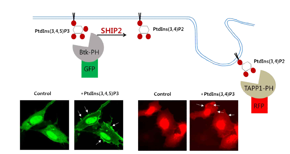 SHIP2의 활성에 따른 PIP(3,4)P2의 생성을 영상화하는 형광센서