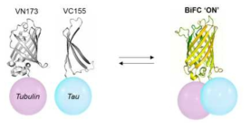 타우-튜불린 BiFC 시스템
