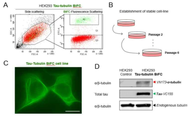 형질 전환 타우-튜불린 BiFC 세포주 제작