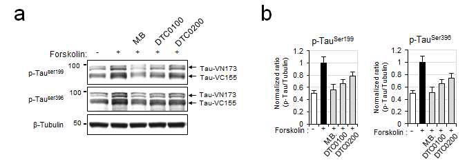 DTC0100 및 DTC0200 화합물의 타우 인산화 저해 효과 확인