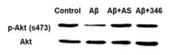 Aβ에 의해 저해된 Akt 활성을 DTC0346 화합물이 미치는 영향