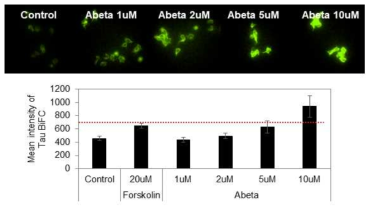 BiFC 형광신호를 통한 Aβ에 의한 Tau 응집 조건 확립