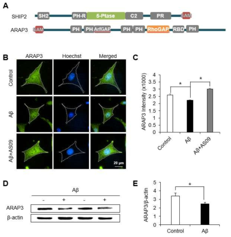 Aβ와 SHIP2 활성에 의한 ARAP3 발현의 감소