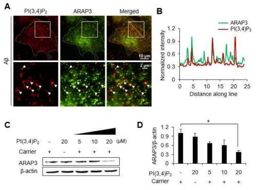PI(3,4)P2의 증가에 의한 ARAP3의 감소