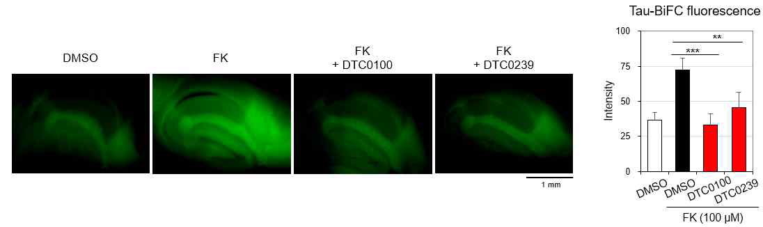 형질전환 타우-BiFC 마우스의 뇌조직 해마부위에서 DTC0100 및 DTC0239 화합물에 의한 BiFC 시그널 감소 확인
