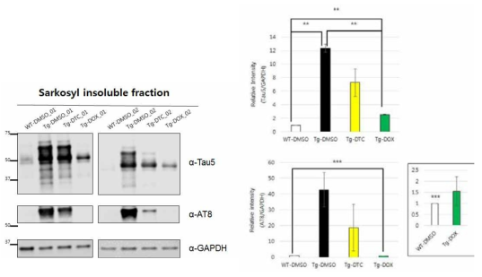 rTg4510 마우스 뇌조직의 sarkosyl insoluble fraction 에서의 Tau 발현양 확인