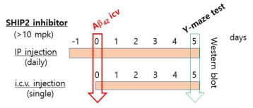 두 종류의 SHIP2 inhibitor를 IP 또는 ICV injection으로 동물에서 기억력 test scheme