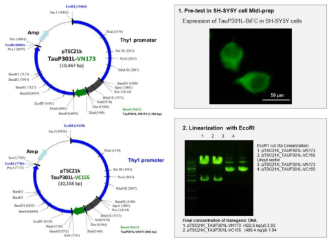 형질 전환 유도 THY1-TauP301L-VN173 및 THY1-TauP301L-VC155 플라스미드 구축