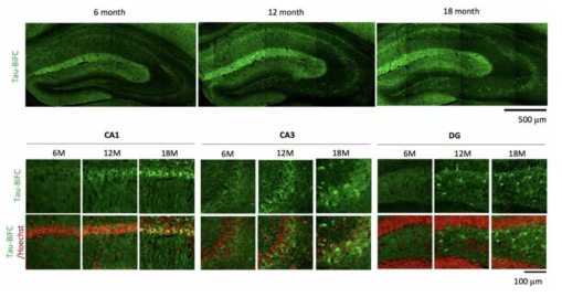 타우-BiFC 마우스 뇌 해마영역에서 연령별 BiFC 형광 분석