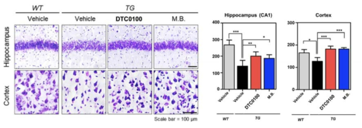 타우-BiFC 마우스에서 DTC0100 화합물에 의한 신경세포 퇴행 억제 효능 확인
