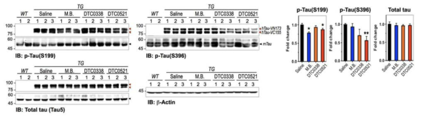 타우-BiFC 마우스에서 DTC0521에 의한 타우 인산화 저해 효과 확인