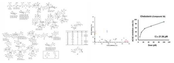 가자 유래 60종 compound in vitro 활성 측정