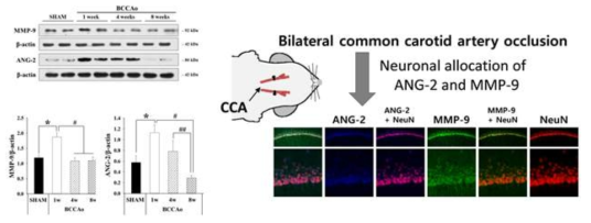 BCCAo 혈관성 치매 동물모델에서 혈관 생성관련 인자의 발현 변화 확인