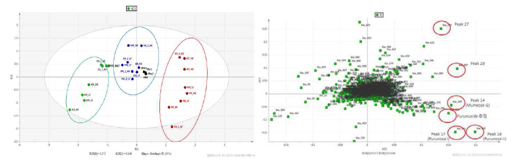 24종의 오매에 대한 Score scatter plot (좌) 및 Loading plot (우)