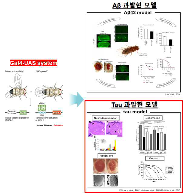 초파리 Gal4-UAS 시스템과 아밀로이드 및 타우 과발현 초파리 AD 모델