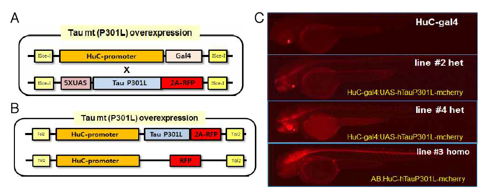 제브라피쉬 AD 타우과발현 모델 (taupathy) 제작. (A) 직접적 (B) 또는 Gal4-UAS 기반 신경특이적 타우과발현 인간 Tau 형질전환체 제작 (C) 타우과발현에 의한 형질전환체 (acute 모델 및 Gal4-UAS 기반 모델)에서의 형광　RFP 발현 확인 (2 dpf)