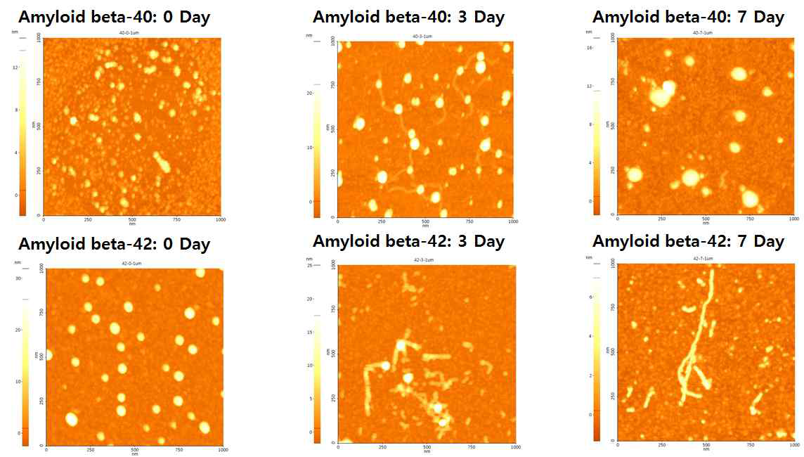 AFM에 의한 37°C incubation에 따른 Amyloid β40 및 42의 응집 정도 검증