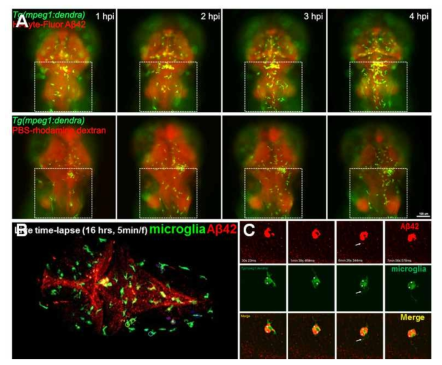 Tg(mpeg-dendra) 제브라피쉬 형질전환체 기반 Aβ의 뇌실 내 미세주입에 의한 microglia의 반응 검증 에세이 (A) 시간 별 microglia의 반응 (B) 총 16시간의 confocal time-lapse imaging 캡쳐 (C) phagocytosis에 의한 Aβ 제거의 실시간 이미징 상세분석 몽타쥬
