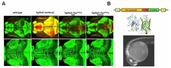 신경세포의 axon 생성 및 활성 검증 에세이 (A) anti-acetlyated tubulin 항체의 형광염색을 통한 axon 형성 에세이 (B) Tg(HuC-GCaMP) 이용 신경세포 활성 검증법 확립