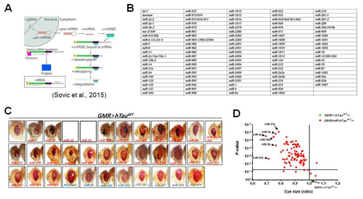 초파리 타우모델 기반 타우표현형 조절용 신규 miRNA 발굴 (A) miRNA 생성 및 작용 기작 (B) 확보된 miRNA 라이브러리 일부 리스트 (C) REP 표현형 기반 타우조절 miRNA 발굴 (D) 타우조절용 핵심 miRNA 선정