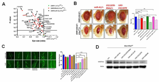 초파리 타우모델 기반 타우표현형 조절용 신규 유전인자 발굴 (A) 타우조절용 핵심 miRNA 하위유전자 선정 (B) 타우조절용 핵심 miRNA 하위유전자의 REP 기반 기능 검증 (C) 타우조절용 핵심 하위유전자의 시냅스 표현형 기반 기능 검증 (D) 타우조절용 핵심 하위유전자에 의한 타우단백질 분해 검증