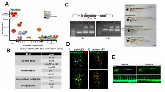 zebrafish acute AD 모델을 활용한 치매위험인자 및 신경면역 관련 후보유전자의 in vivo 기능검증 플랫폼. (A) GWAS (Genome-Wide Association Study) 유래 AD 위험후보유전자. 별표는 제브라피쉬 microglia에서 발현되는 것으로 알려져 있는 유전자. (B) AD 신경면역반응 기능검증을 위한 기능저해 타겟 유전자 리스트. (C) morpholino를 이용한 apoeb 유전자 기능저해 검증 (RT-PCR 및 개체의 온전성 검증) (D) Aβ 주입 acute 모델에서 apoeb knockdown에 따른 microglia 반응의 차이 분석 (E) apoeb knockdown에 따른 개체 수준의 혈관 결손 검증