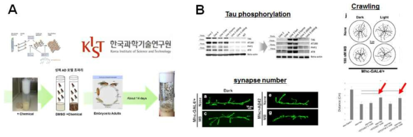 소동물 치매모델을 활용한 타우응집 저해 후보물질 (4세부)의 활성 검증. (A) 4세부에서 도출된 타우응집 저해물질의 검증 과정 (B) 타우응집 저해효과 검증을 위한 에세이 (타우인산화 western blot, 시냅스 number, crawling assay)