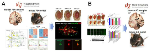 소동물 치매모델과 오믹스 기반 신규인자 발굴 (6세부)과의 상호협력을 통한 협력연구. (A) 소동물 모델을 이용한 AD 환자조직 및 AD 마우스 모델 유래 신규 AD 인자의 상세 기능 검증 (B) 소동물 모델에서 발굴된 타우단백질 조절 인자의 마우스 모델 및 AD 환자샘플에서의 cross-check 수행