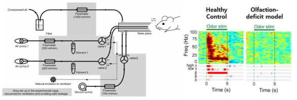 (좌) 치매마우스의 후각소실을 정량적으로 평가하기 위한 후각계 (Olfactometer) 시스템. (우)마우스의 후각구 (Olfactory bulb) 에서 측정된 뇌파. 정상군의 쥐는 뚜렷한 뇌파 반응을 보이는 것에 반해, 후각소실 쥐의 뇌파에는 변화가 없음