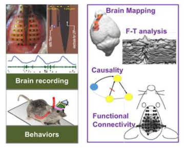 마우스 고해상도 뇌파 및 행동 측정을 통해 치매 진행에 따른 뇌 상태 변화 추적