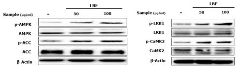 레몬밤의 AMPK 관련 signaling 활성화 확인