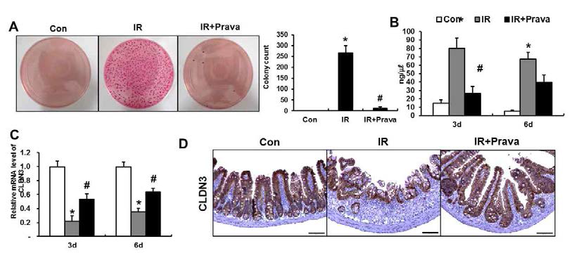 pravastatin에 의한 방사선 intestinal barrier 손상의 회복