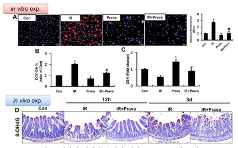 방사선 위장관 손상에 대한 pravastatin의 효과:Anti-oxidative effects in intestinal epithelial cell