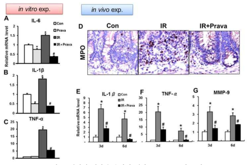 방사선 위장관 손상에 대한 pravastatin의 효과:Anti-inflammatory effects