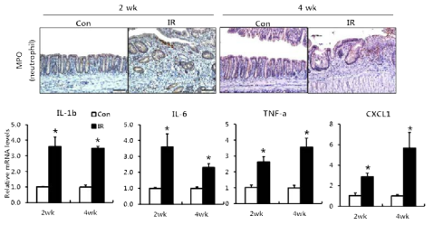 방사선 직장염 모델에서의 염증성 변화