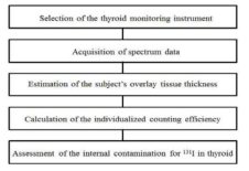 Flow charts for assessing the internal contamination of Iodine-131 in thyroid considering the individual characteristics of subject